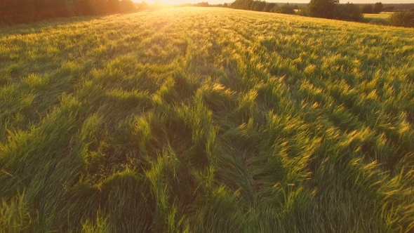 Flight over a Meadow with grass and trees at sunset alt