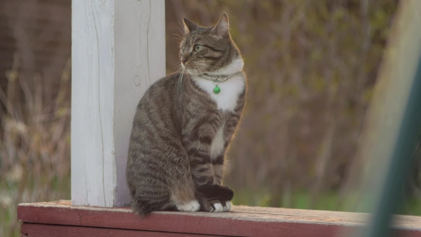 Cat Turns His Head And Looks alt