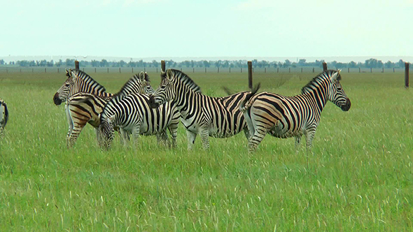 Group of Zebras Grazing in the Desert in the Spring Grass