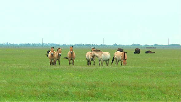 Przewalski Horses Grazing in the Desert in the Spring Grass
