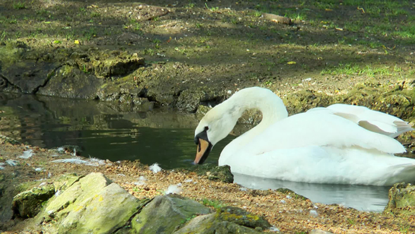 Swan Swimming in a Stream and Looking For Food in Water