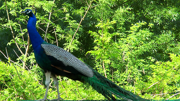 Peacock Standing With Lowered Tail On the Background of Trees