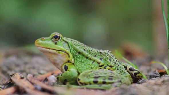 Pool Frog On Lake Shore