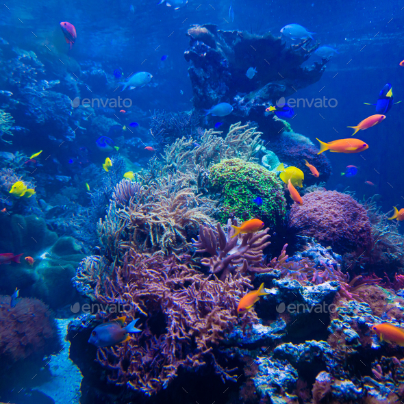 beautiful underwater world - Stock Photo - Images