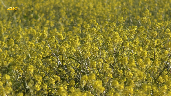 Yellow Canola Field alt