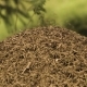 Big Anthill In Wild Forest - VideoHive Item for Sale
