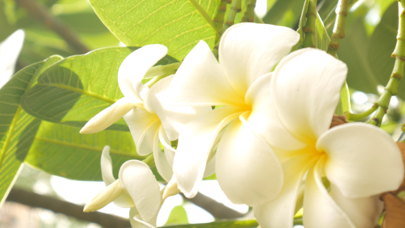 Pagoda Tree Flower_01 alt
