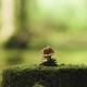 Mushroom At The Tree Stump - VideoHive Item for Sale