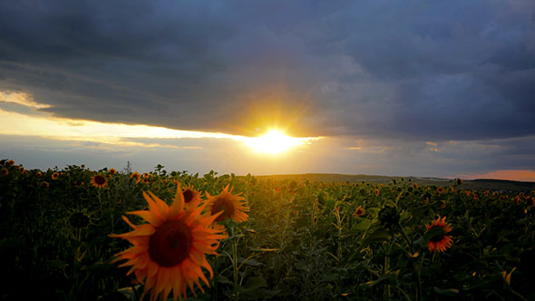 Dusk Over Sunflower Field