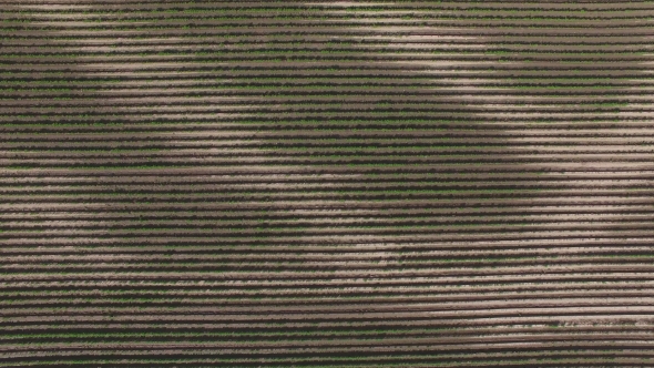 Aerial View Of Fertile Agricultural Field