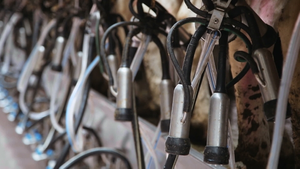 Milking Machine For Cows alt
