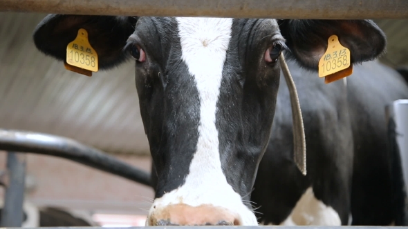 Farm Cow With Ear Tags alt