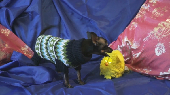 Dog Toy-terrier Barks And Plays With a Yellow Toy