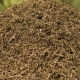 Many Ants Moving On Surface Of Anthill - VideoHive Item for Sale
