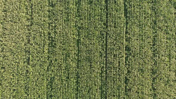 Aerial View with a Drone of a Field of Corn Flowered Perfectly Sown alt