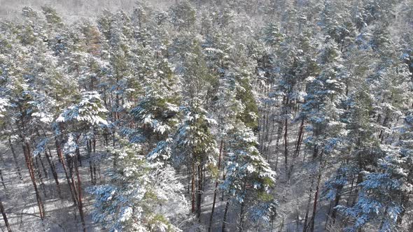 Beautiful Winter Forest