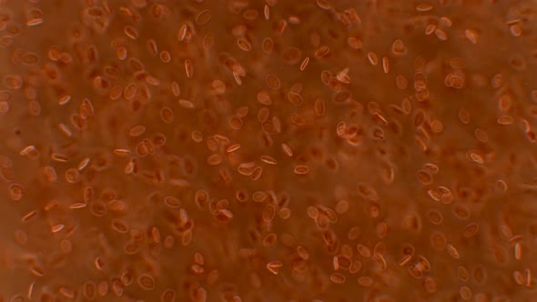 The movement of blood  alt