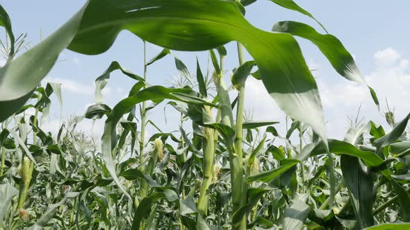 Zea mays green field organic  young plants  4K 2160p 30fps UltraHD footage - Farming green corn plan