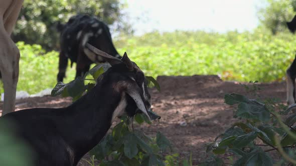 Goat Chilling in the Shade alt