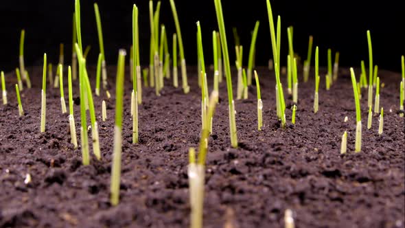 Green Sprouts Sprout From the Ground. The Beginning of a New Life in Nature in Spring