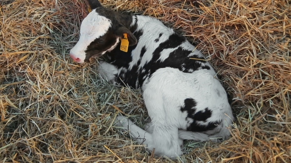 Little Calf Lying In The Hay alt