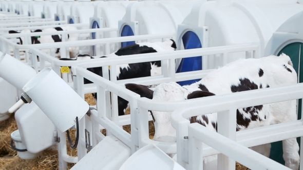 Young Calves In Individual Boxes alt