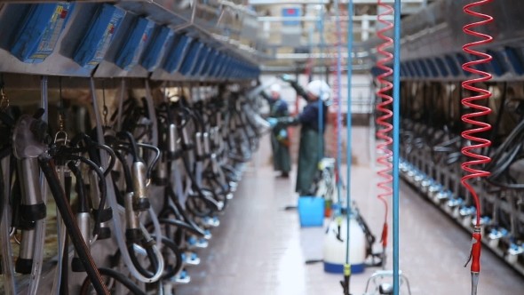 Equipment For Cow Farm alt