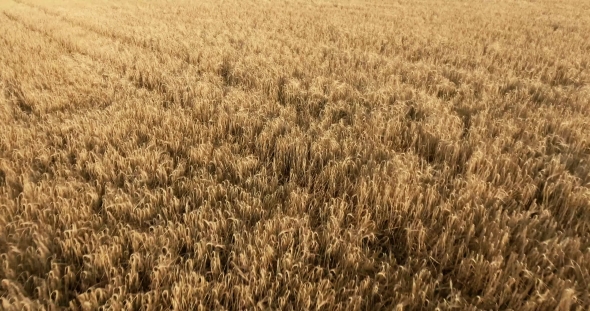Flight Over a Field Of Wheat