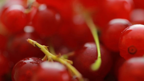 Red Currant Berry Rotation