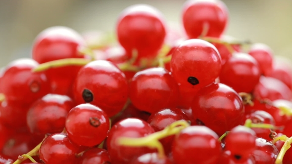 Red Currant Berry Rotation