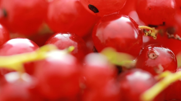 Red Currant Berry Rotation