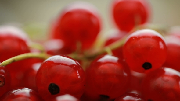 Red Currant Berry 