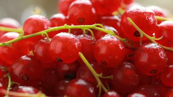 Red Currant Berry 