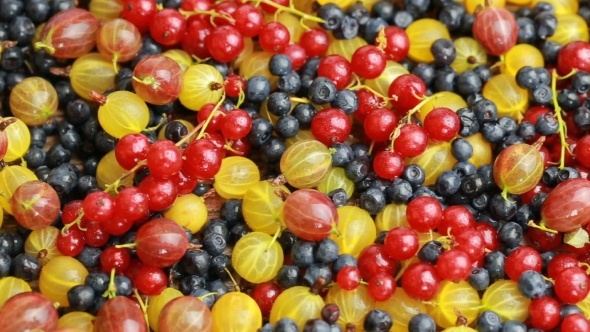 Many Different Berries
