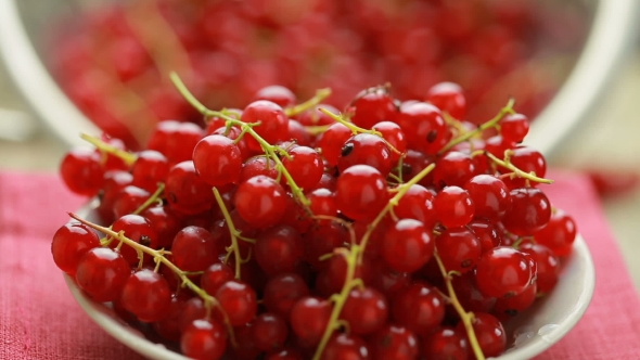 Red Currant Berry 