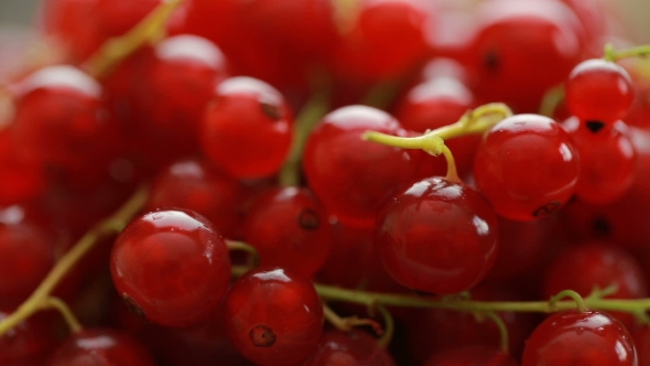 Red Currant Berry Rotation