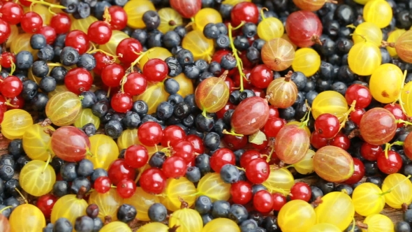 Many Different Berries