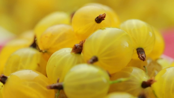 Solar Berry Gooseberries Rotation