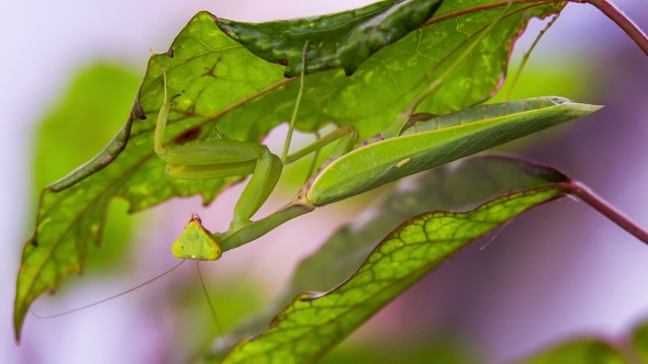 Mantis Is Hiding Under a Leaf