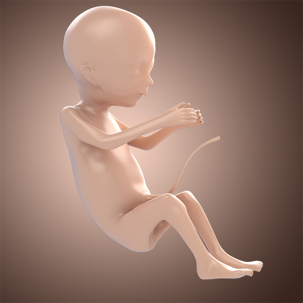 3D Fetus Model - 3Docean 17099424
