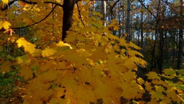 Yellow Leaves On Tree Branches Swaying On The Wind