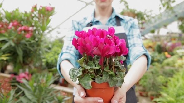 Female Florist Holds The Flowerpot With Pink Flowers At The Garden Centre alt