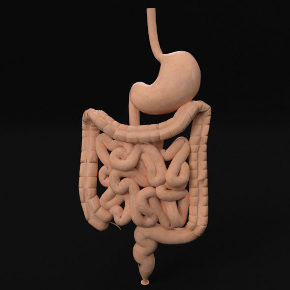 Anatomy - Human Gastrointestinal Tract (PBR, UV-textured) - 3DOcean Item for Sale