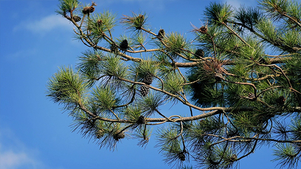 Pine Branches On Windy Summer Day alt