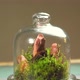 Glass Florarium Vase with Different Type of Plants Inside - VideoHive Item for Sale