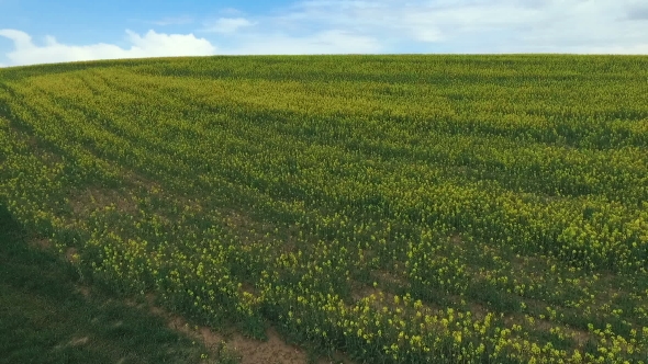 Rape Blossom Fields Under Blue Sky. Aerial View alt
