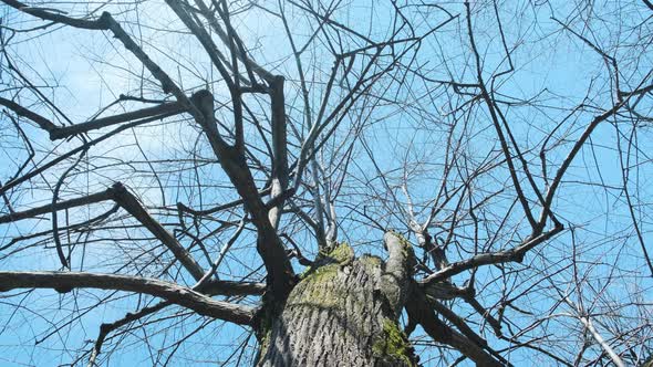 Bottom Up View of Huge White Tree with Empty Crown Against Background of Blue Sky alt