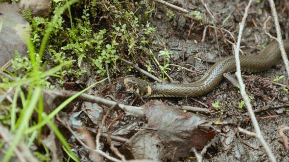 Grass Snake alt