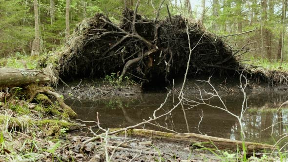 Tree Root in the Forest alt