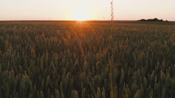 Aerial Cinematic Clip Sunset Weather Wheat Field Orange Light Drone Flight Low